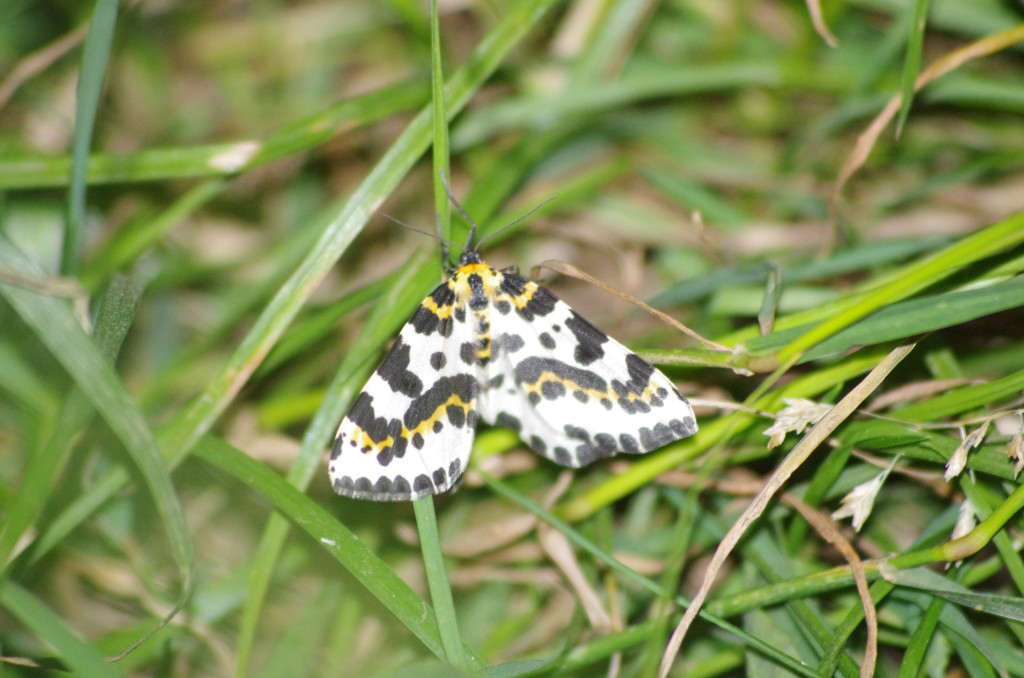 magpie moth