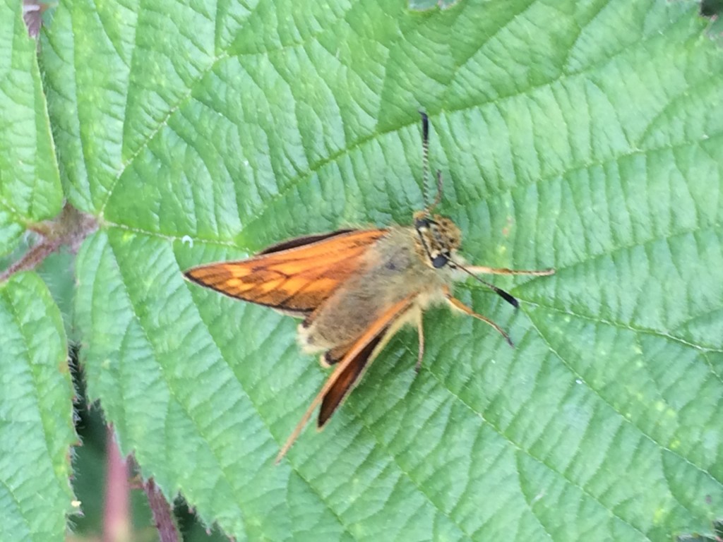 Large Skipper