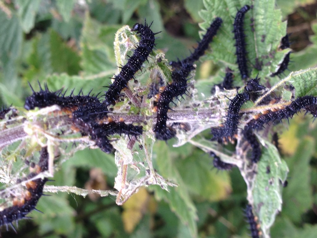 Peacock butterfly caterpillars