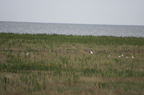 egrets-and-curlew