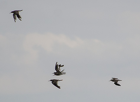 sea-birds