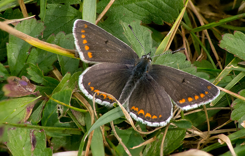 stacked-brown-argus